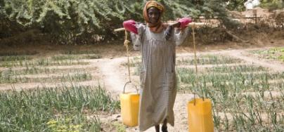 A woman carries water through her vegetable garden in Niger