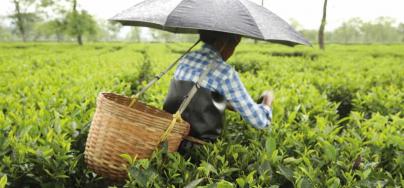 A worker plucking tea. Photo: Roanna Rahman/Oxfam India