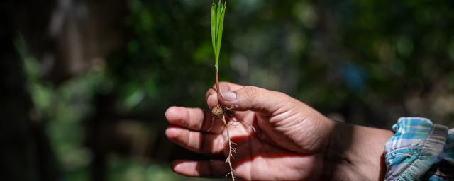 Esqueje para hacer un plantín