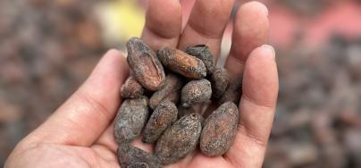 Cocoa Beans