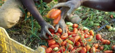 Cerignola (Foggia, Apulia region, Southern Italy), African immigrants working in the tomato fields ©Dino Fracchia/Alamy Stock Photo