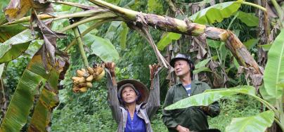 Banana farmers, Thanh Van hamlet, Mai Lap commune, Cho Moi district, Bac Kan province, Vietnam