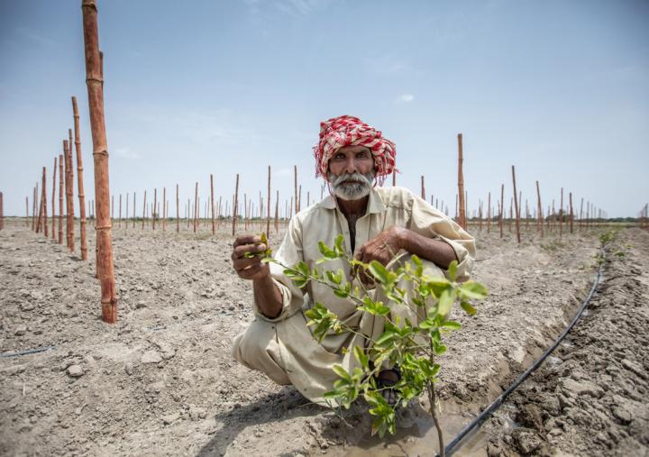 Muhammad Khan es miembro de un grupo comunitario y beneficiario de un sistema de riego altamente eficiente que está patrocinado por Oxfam. El principal ingreso de Muhammad se deriva del cultivo compartido. Crédito: Khaula Jamil / OxfamAUS