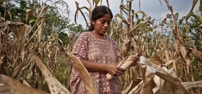 Carlota Xol, from the Caxlampom community, Guatemala, harvesting corn.