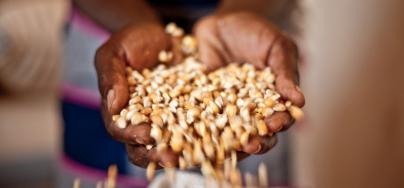 Gros plan sur des mains pleines de grains de maïs, in Burkina Faso. Photo : Pablo Tosco/Oxfam