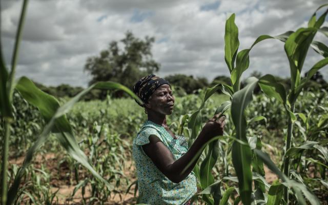 Noaga Oueda in her field of sorghum, in Burkina Faso.