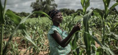 Noaga Oueda in her field of sorghum, Burkina Faso.