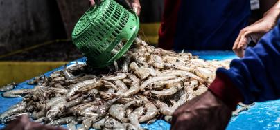 Shrimp at an auction site in Indonesia. Photo: Adrian Mulya/The Sustainable Seafood Alliance Indonesia