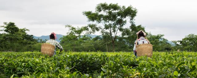 Women plucking tea leaves in Assam, India.