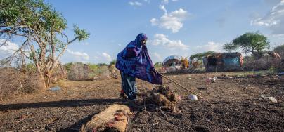 Before the 2020 locust infestation, Fatuma’s household was stable. However, the locust came and ate all of her livestock’s pastureland. 