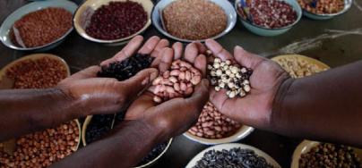 Hands full of diverse seeds. Photo: Shepherd Tozvireva/Oxfam