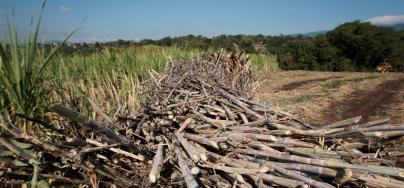 Large-scale sugar cane ethanol projects have resulted in serious environmental and social consequences for local populations in the Global South.