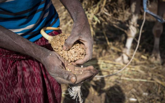 Ismael shows the damage to his sorghum.