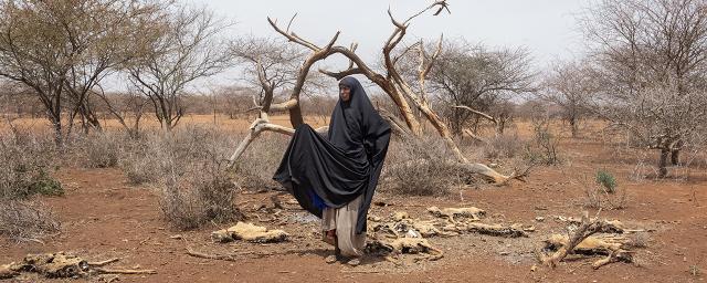 Diyaara stands among the carcasses of her family's livestock.