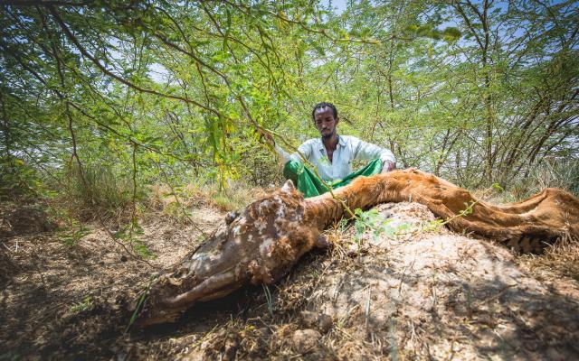 Abdulahi Farah Isse sits next to one of his dead animals, Puntland