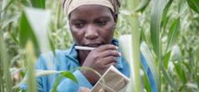 Une femme dans le district de Tsholotsho au Zimbabwe participe à un projet pilote consacré à l’apprentissage de méthodes simples pour cultiver des denrées de façon efficace et au développement de cultures résistantes à la sécheresse. Photo : Sven Torfinn 